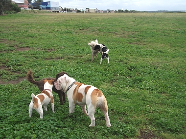 dogs at the park